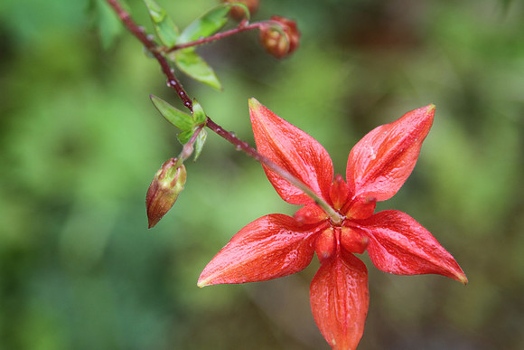 Red columbine (Angelica formosa)