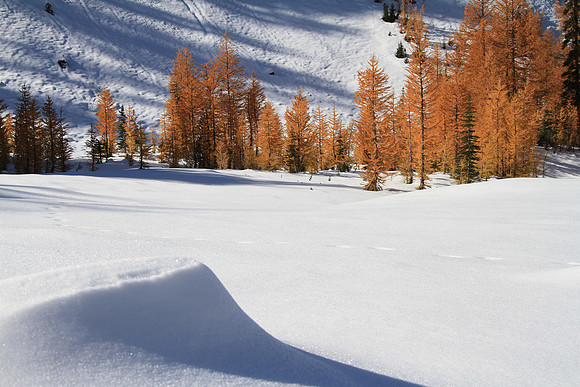 Larch and snow.