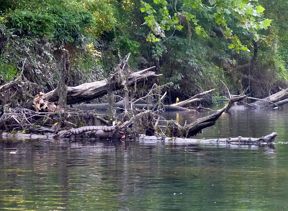 Diamond-backed Water Snake - we think. Not poisonous.