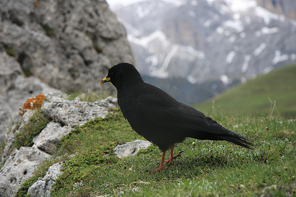 Mr. Chough finishing a peanut we gave him.