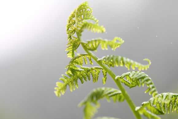 Spiny wood fern (?) (Dryopteris expansa )