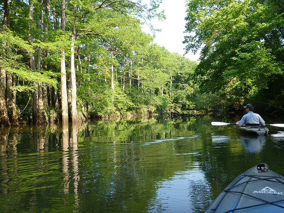 Cypresses on the water's edge.