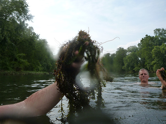 Pond weed in the Lower Mountain Fork River.