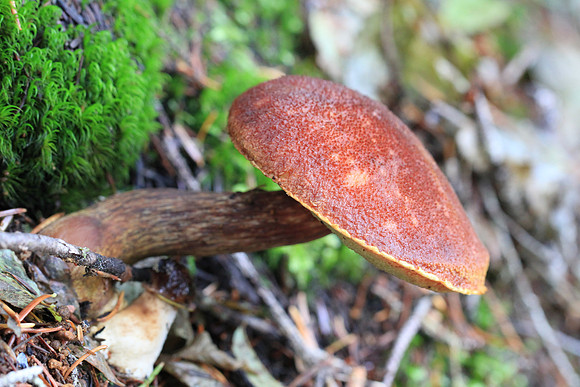 Fungus.