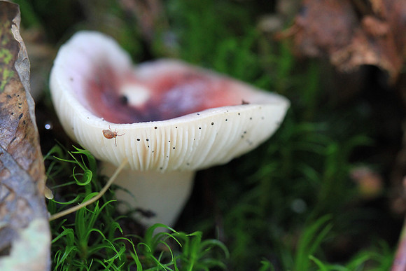 Fungus.