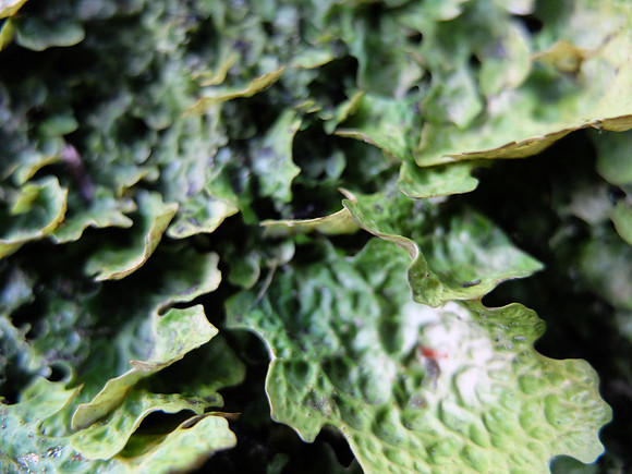 Lettuce lichen.