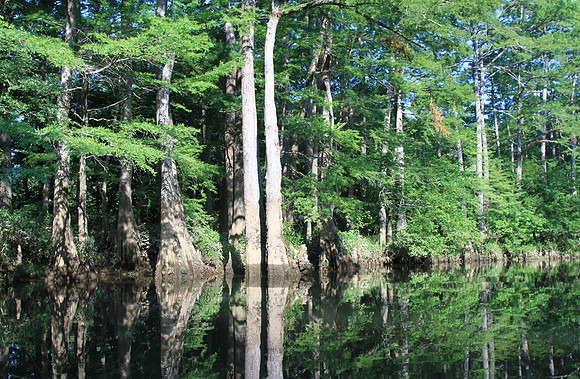 Cypress reflections.