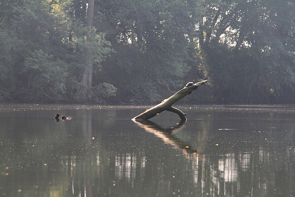 Turtle.