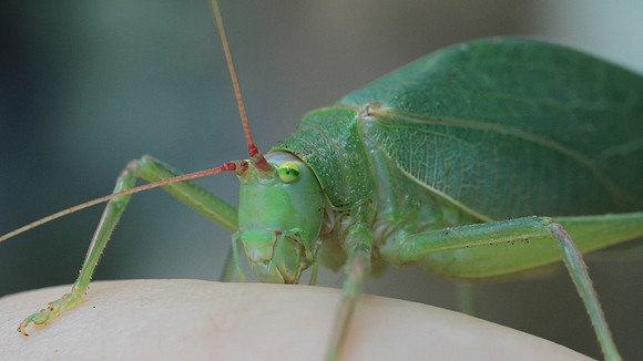 Katydid up close.