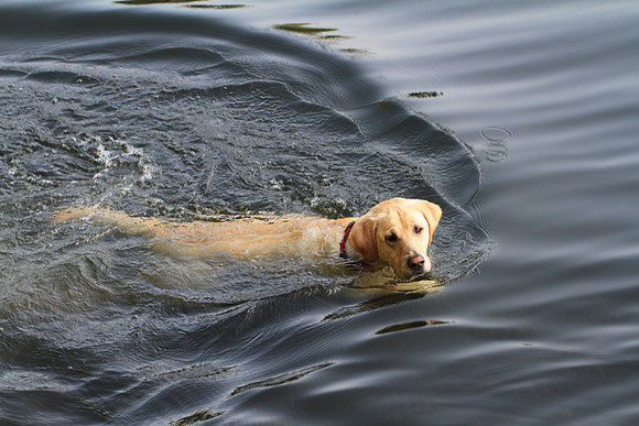 Goin' for a swim.