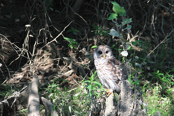 An owl surveys us.