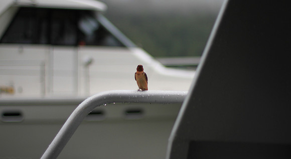 The male staring us down.