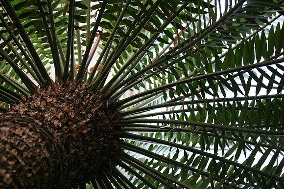 Cycad from below