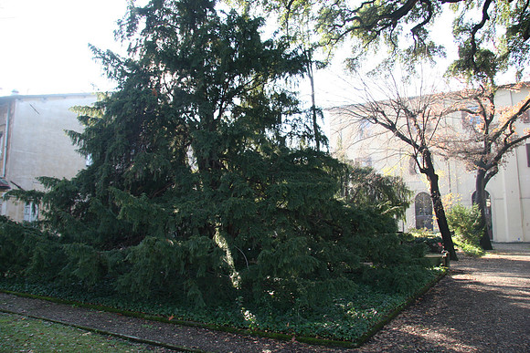 A yew planted in 1720 - jeez