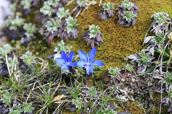 Gentiana verna in the moss.