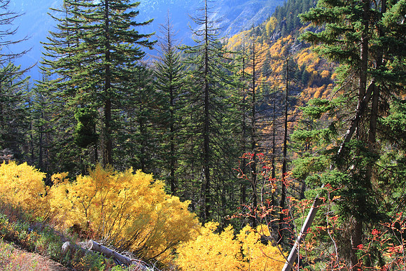 Golds of willows on the way down.