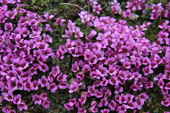Saxifraga opposotifolio (Purple saxifrage)