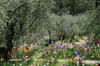 Iris Garden