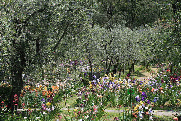 Iris Garden