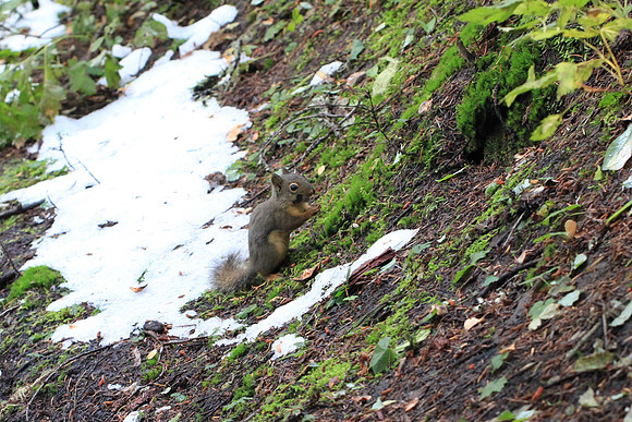 A squirrel eyes us.