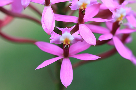Epidendrum.