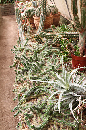 Inside the greenhouse - called a 'cactarium'.