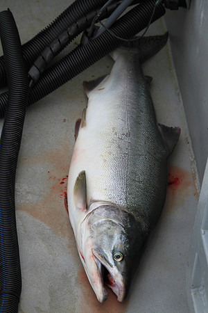 I caught a nice sized pink salmon that we cut up to use as crab bait.