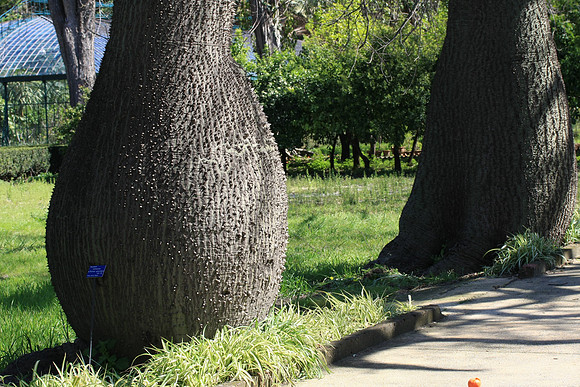 False Kapok or Chorisia speciosa