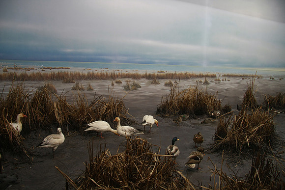 Some birds, dead and stuffed of course.