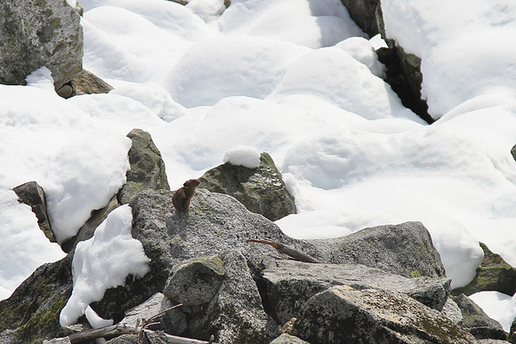 Pika (on the rock).