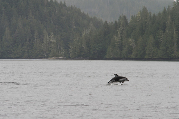 Dophins