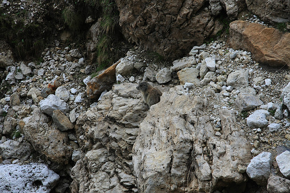 Marmot in the rocks.