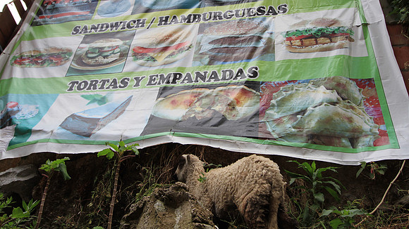 A sheep hoping s/he is not on the menu above.