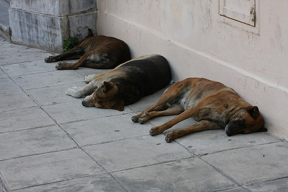 After Easter dinner even the dogs were tired