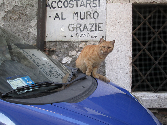 Park close to wall! Or else, this cat will not be happy. Saw this on our way to Villa D'Este.