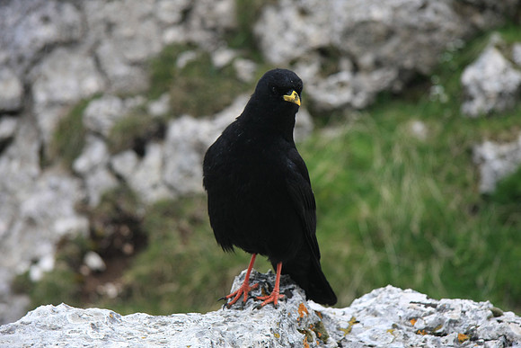 A "chough" - commonly seen in higher altitudes.