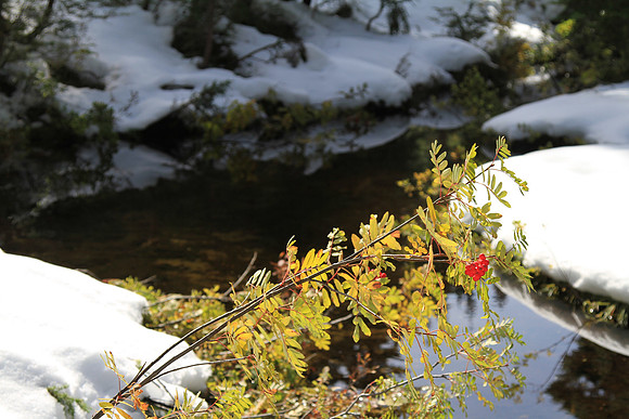 Mountain ash on Nason Creek.