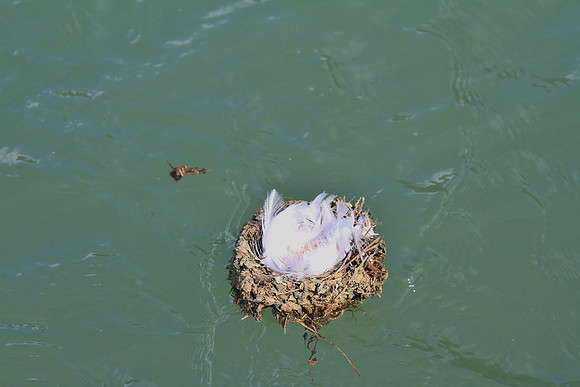 Floating away...