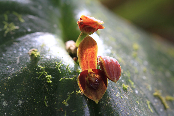 Pleurothallis, Orchid.