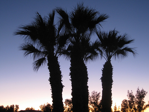 Palm Trees in Twilight Near the Pioneer Museum