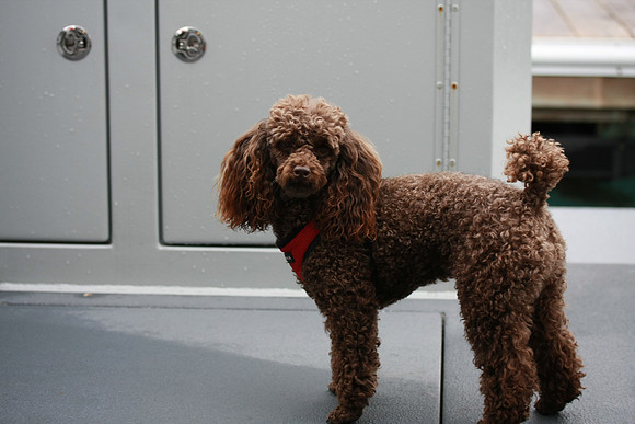 Truffle.