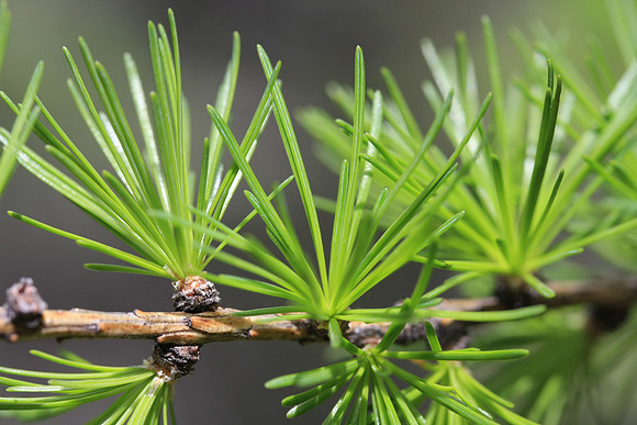 Larches putting out new needles (Larches are 'evergreens' that lose their needles in the Fall)