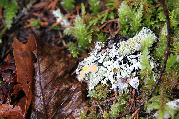 Birds nest fungi  (Nidula candida)??