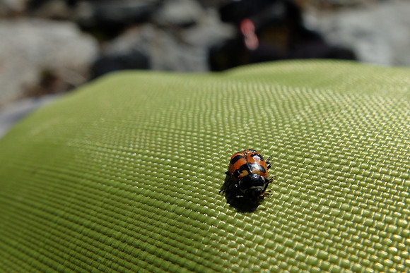 We sat on some rocks in a dry space near the peak and suddenly there were ladybugs everywhere.