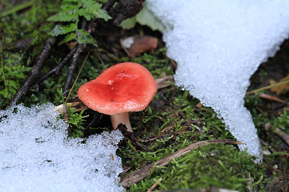 Red mushroom.