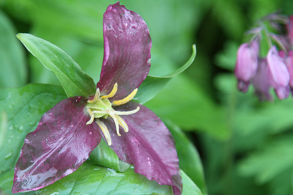 Trillium (older, because of purple color).