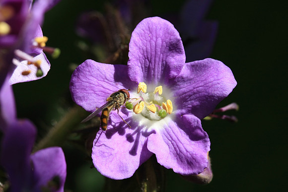 Flower with insect