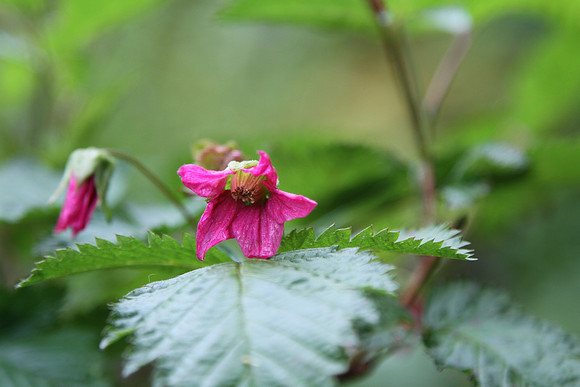 Salmonberry (Rubus spectablis)