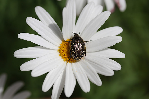 Flower and beetle in Villa Bonanno