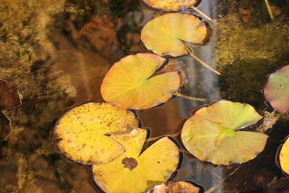 Lily pads
